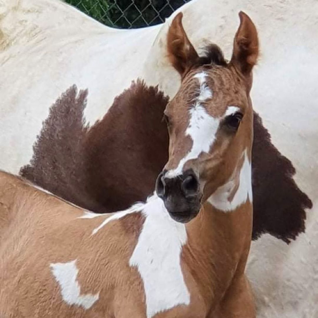 This girl is so pretty (smoky) grulla possible homozygous tobiano andor black filly